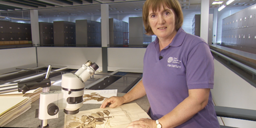 Staff member at Herbarium and Library- Royal Botanic Gardens looking at items