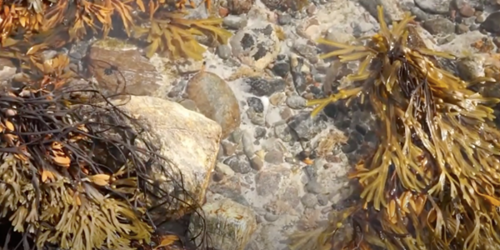 Seaweed