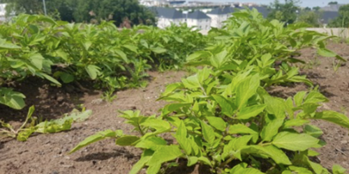 Belville Community Garden